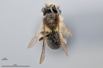 Media type: image;   Entomology 774004 Aspect: habitus dorsal view